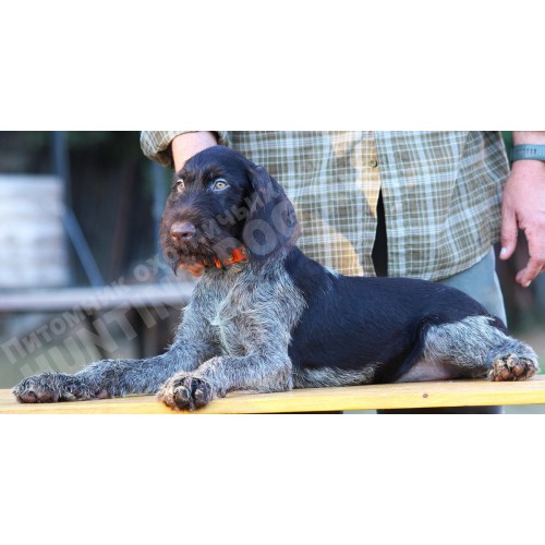 Породистый щенок из помета П сука №10 породы дратхаар Породистый щенок из помета П сука №10 породы дратхаар